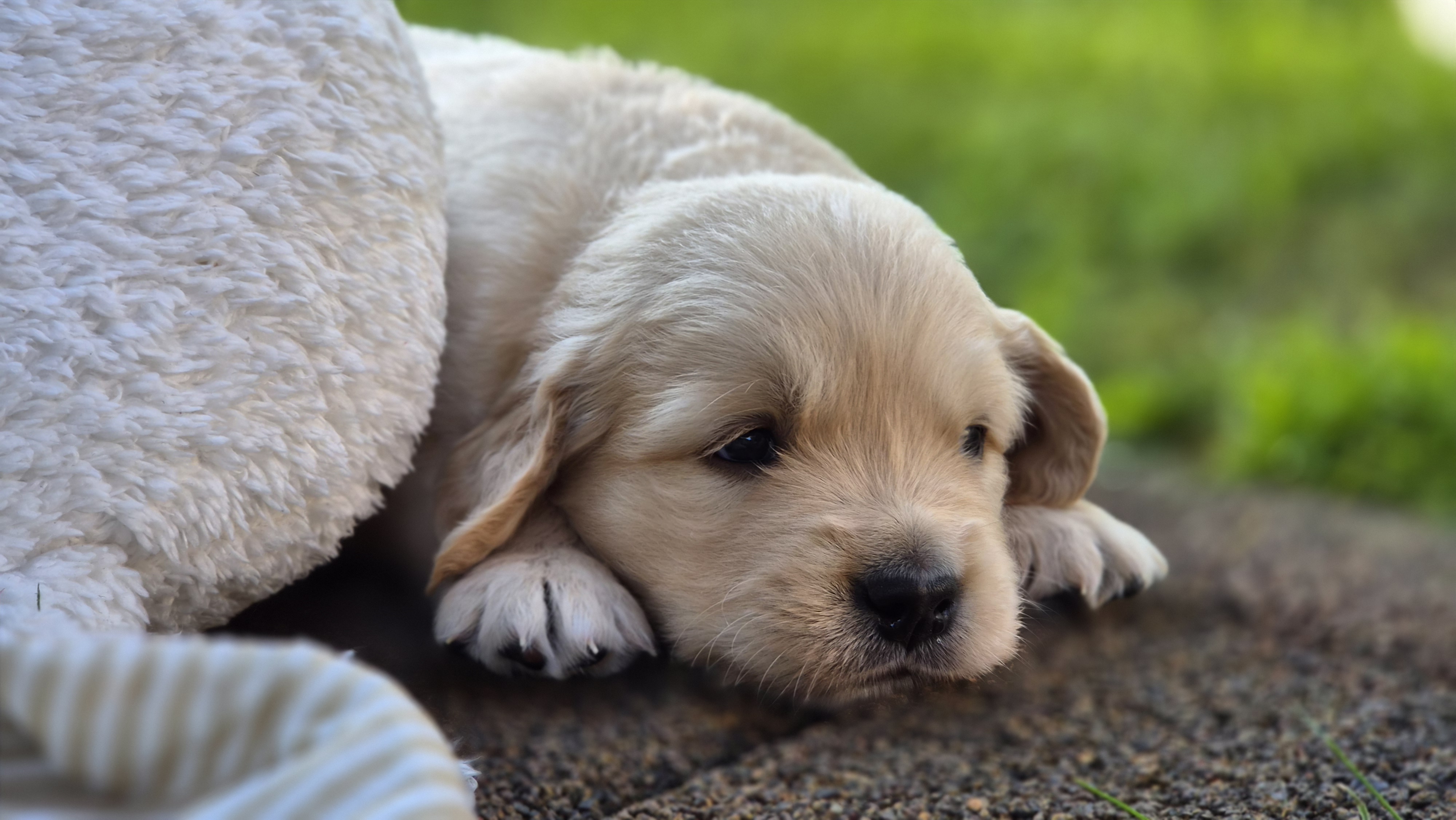 Golden Valley of Peace - Golden Retriever